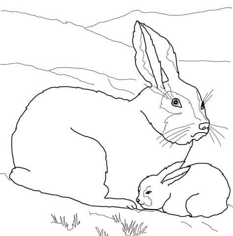 Arctic Hare Baby And Mother Coloring Page